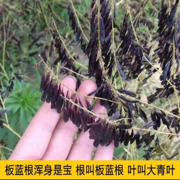 板蓝根种子药材种苗