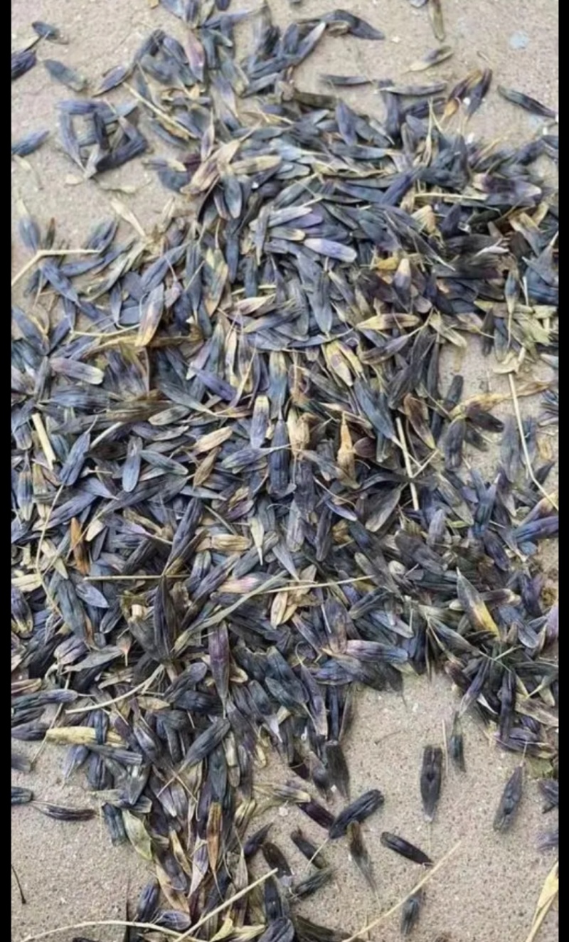 板蓝根种子药材种苗