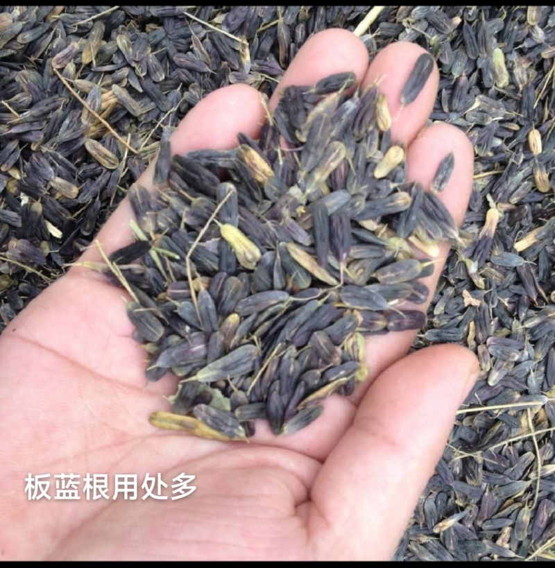 板蓝根种子药材种苗