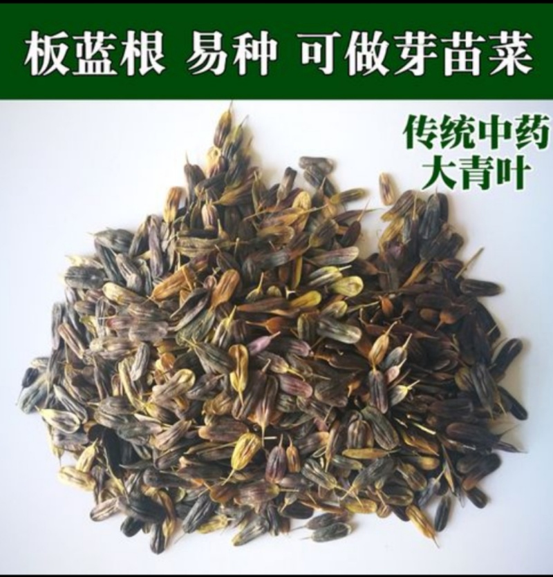 板蓝根种子药材种苗