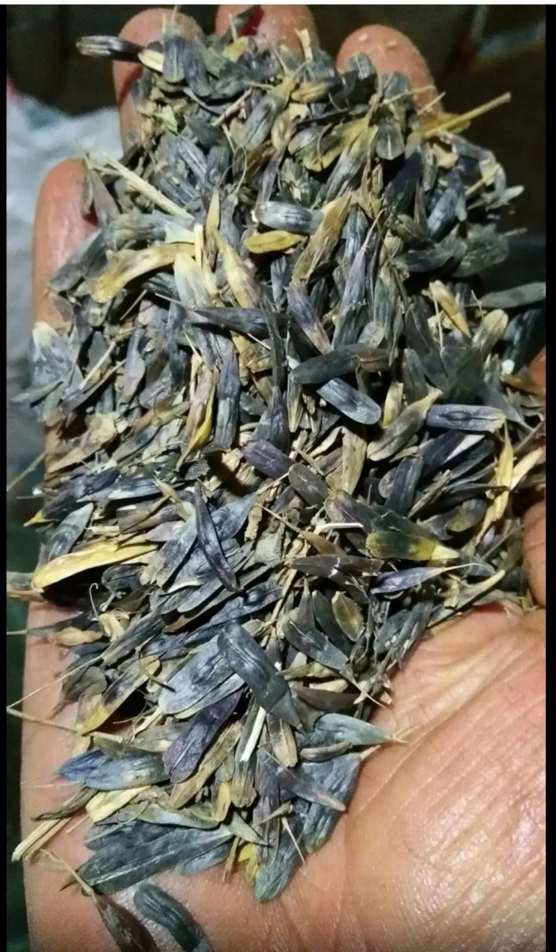 板蓝根种子药材种苗