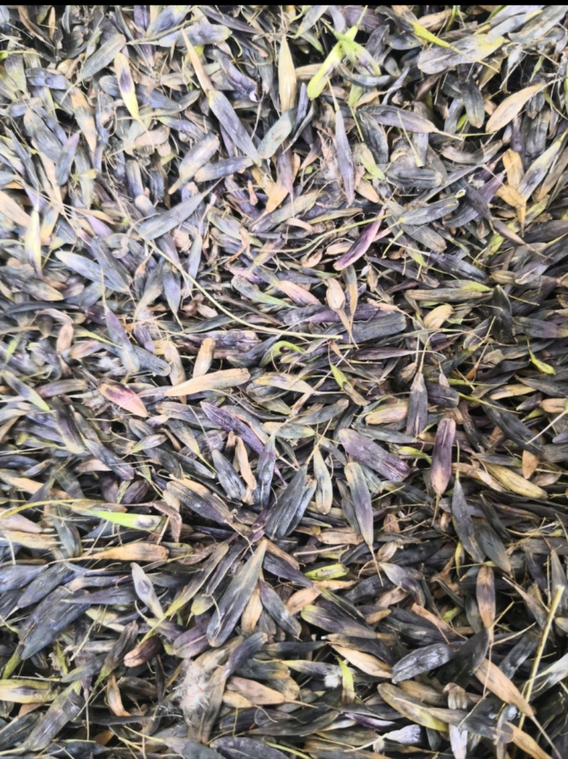 板蓝根种子药材种苗