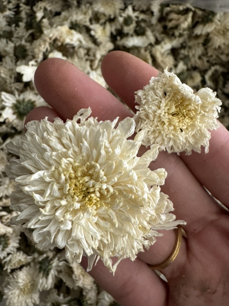 七月菊菊花贡菊正品贡菊实物拍摄发货如图白菊花
