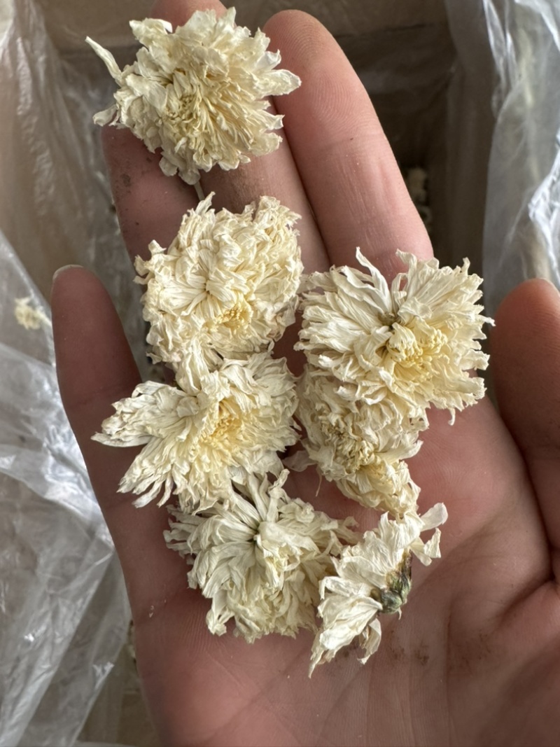 七月菊菊花贡菊正品贡菊实物拍摄发货如图白菊花