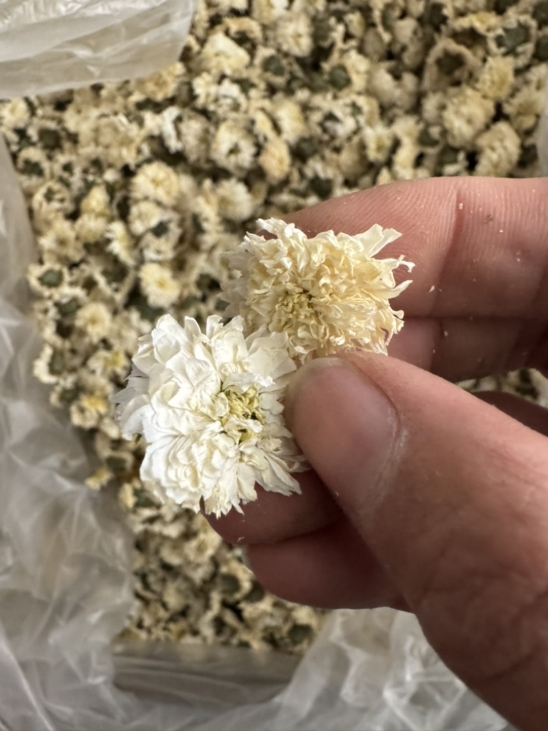 七月菊菊花贡菊正品贡菊实物拍摄发货如图白菊花