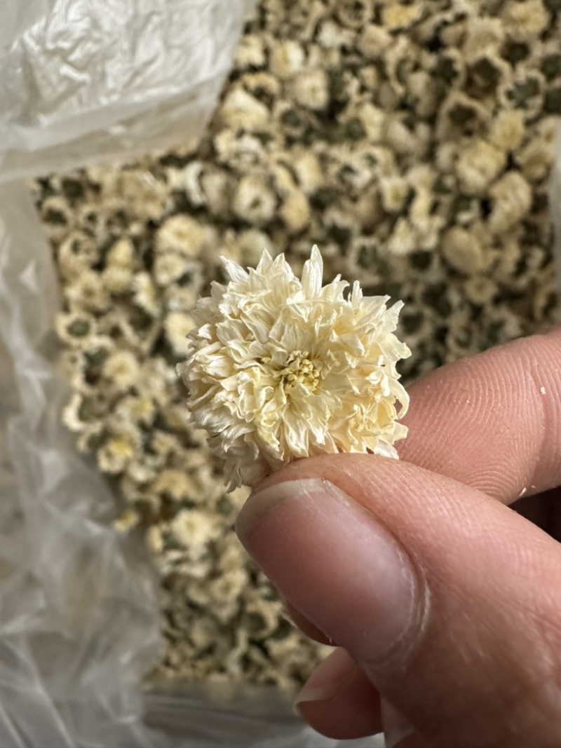 七月菊菊花贡菊正品贡菊实物拍摄发货如图白菊花