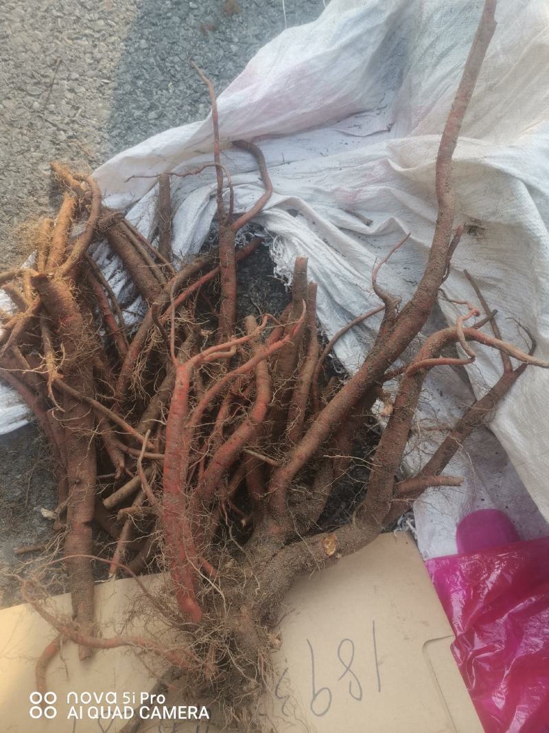 丹参鲜货，马上开挖