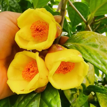 金花茶，茶花