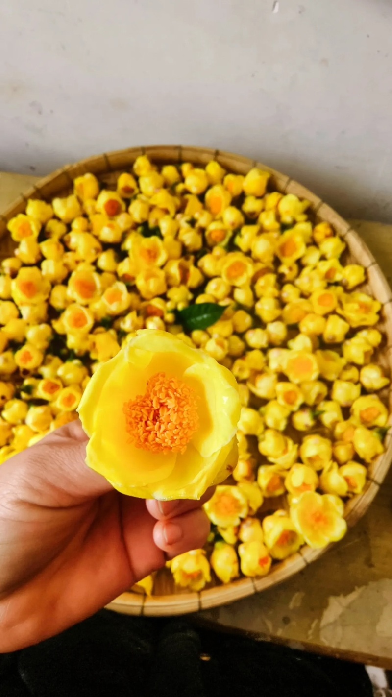 金花茶，茶花