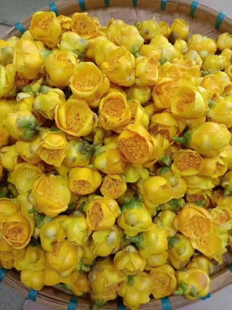 金花茶，茶花