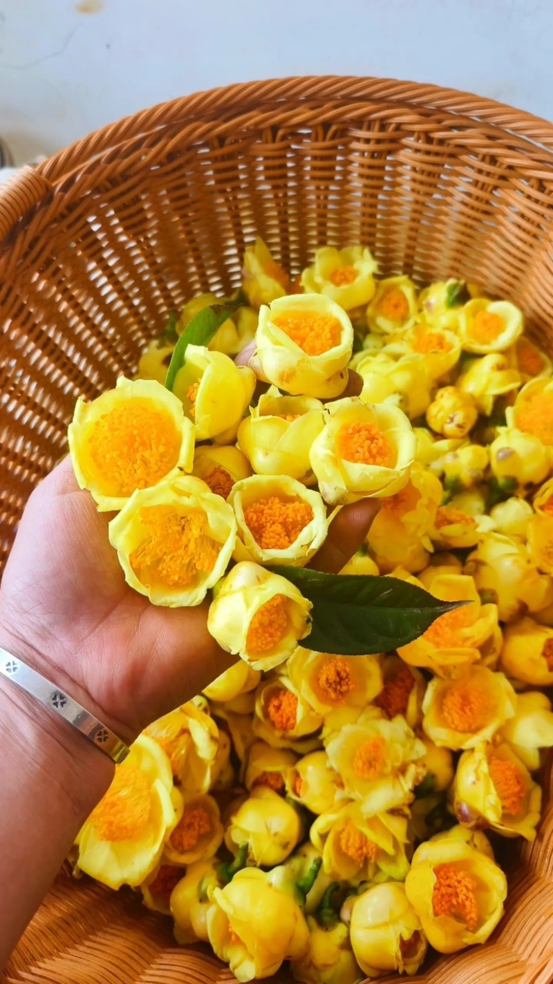 金花茶，茶花