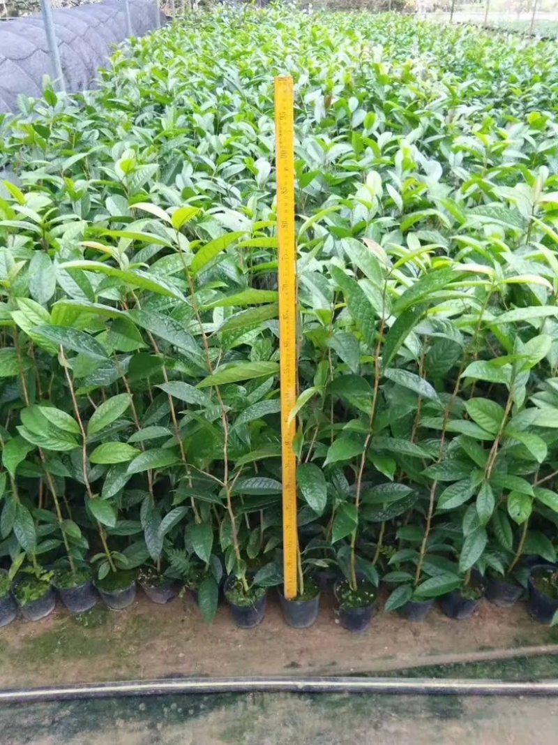 金花茶，茶苗