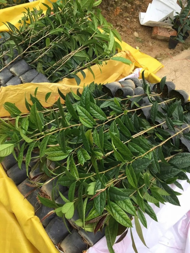 金花茶，茶苗