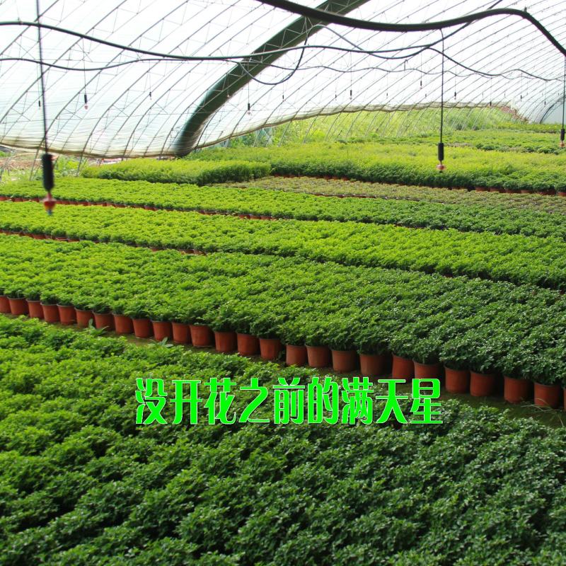 平顶山满天星批发热卖中欢迎选购
