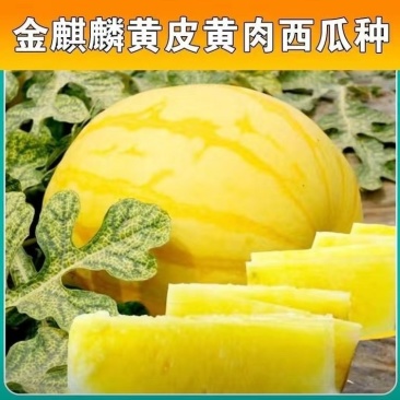 黄金西瓜