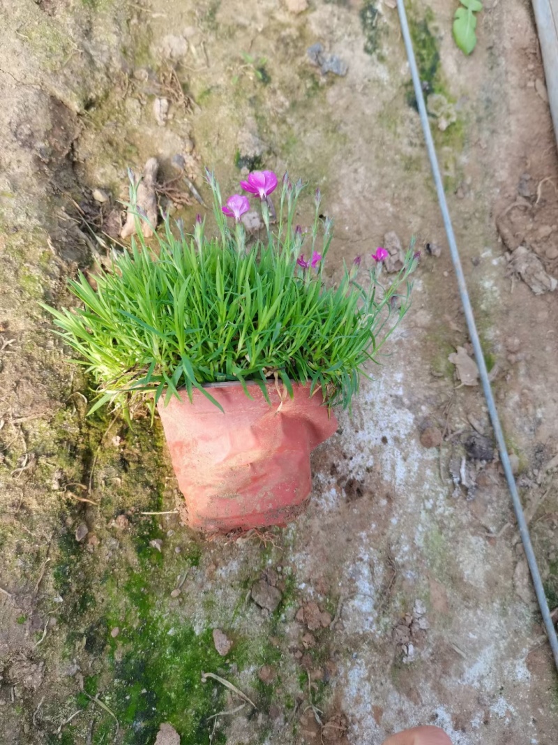 爆盆欧石竹盆栽庭院绿化道路绿化多年生地被开花植物