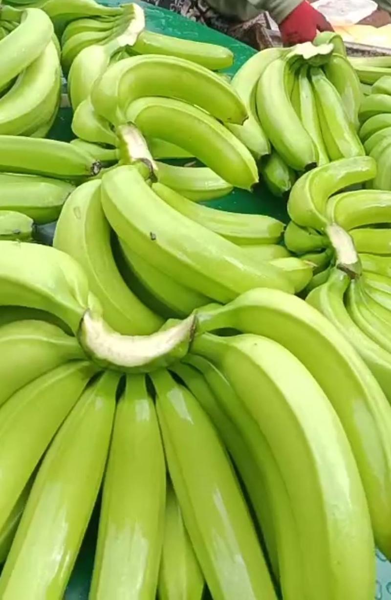 云南红河巴西蕉香蕉大量供应新鲜采摘对接全国市场量大从优