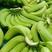 云南红河巴西蕉香蕉大量供应新鲜采摘对接全国市场量大从优