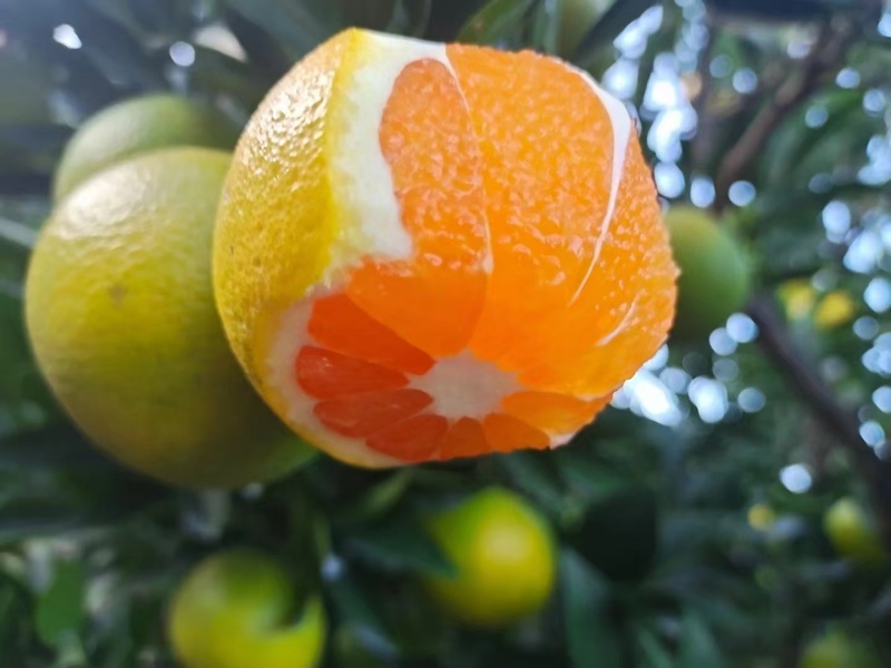 湖北秭归脐橙/皮薄汁多，口感纯甜无酸，看园定果，现采现发