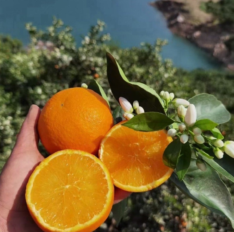 湖北秭归脐橙/皮薄汁多，口感纯甜无酸，看园定果，现采现发