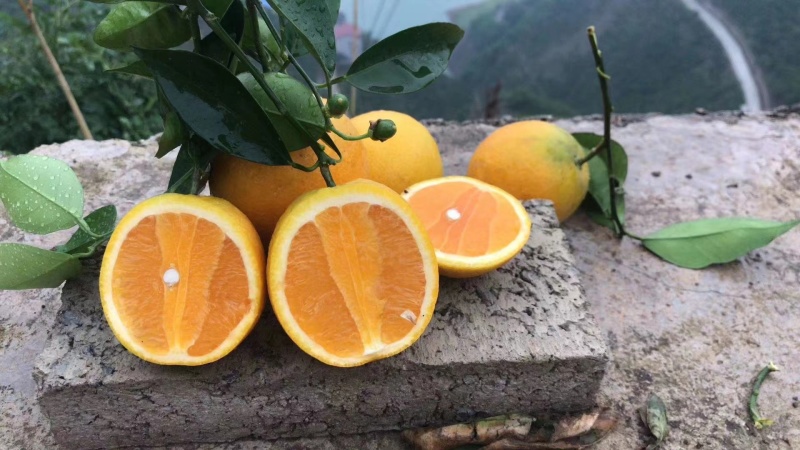 湖北秭归脐橙/皮薄汁多，口感纯甜无酸，看园定果，现采现发