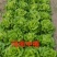 【精品】量大批发耐抽苔生菜种子半结球生菜种子100克