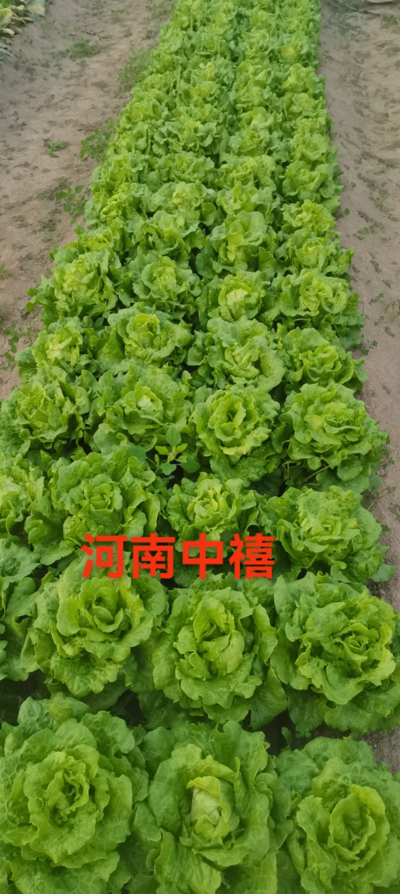 【精品】量大批发耐抽苔生菜种子半结球生菜种子100克