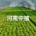 【精品】量大批发耐抽苔生菜种子半结球生菜种子100克