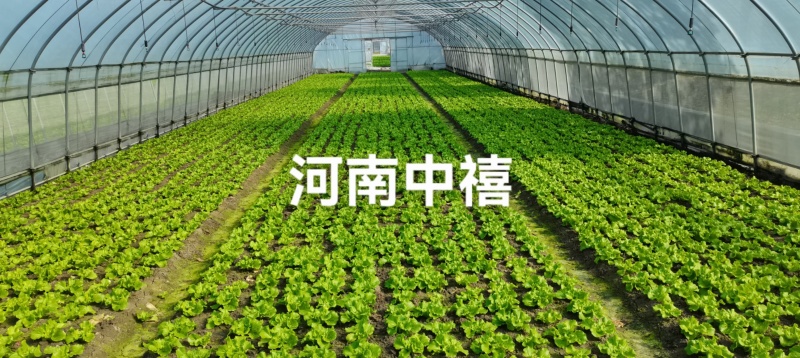 【精品】量大批发耐抽苔生菜种子半结球生菜种子100克