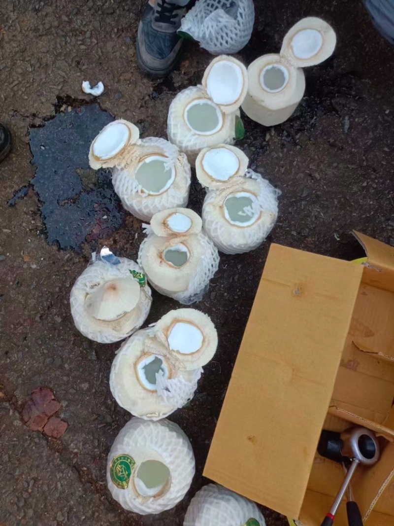 椰青泰国椰青一手货源品质保证对接全国市场超商渠道