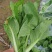 本地白菜苔