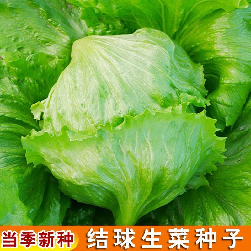 中禧结球生菜种子