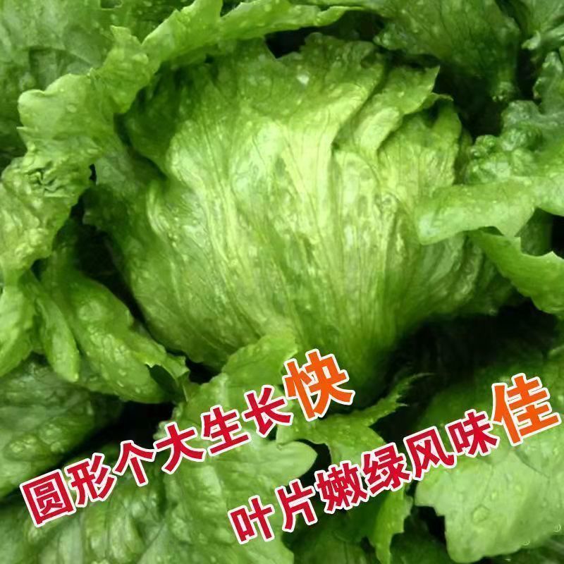 中禧结球生菜种子