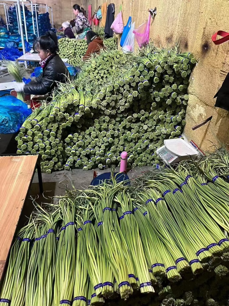 金乡蒜苔红帽蒜薹产地直供自产自销欢迎来电咨询