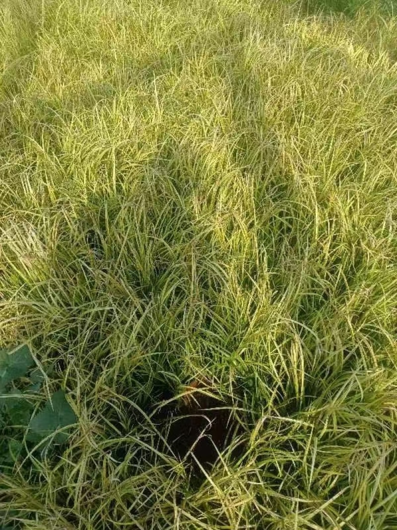 金叶石菖蒲芽苗，高度30cm以上，品质好，价格低。