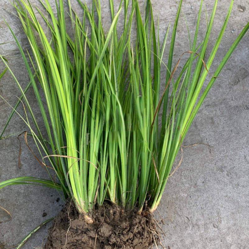 金叶石菖蒲芽苗，高度30cm以上，品质好，价格低。