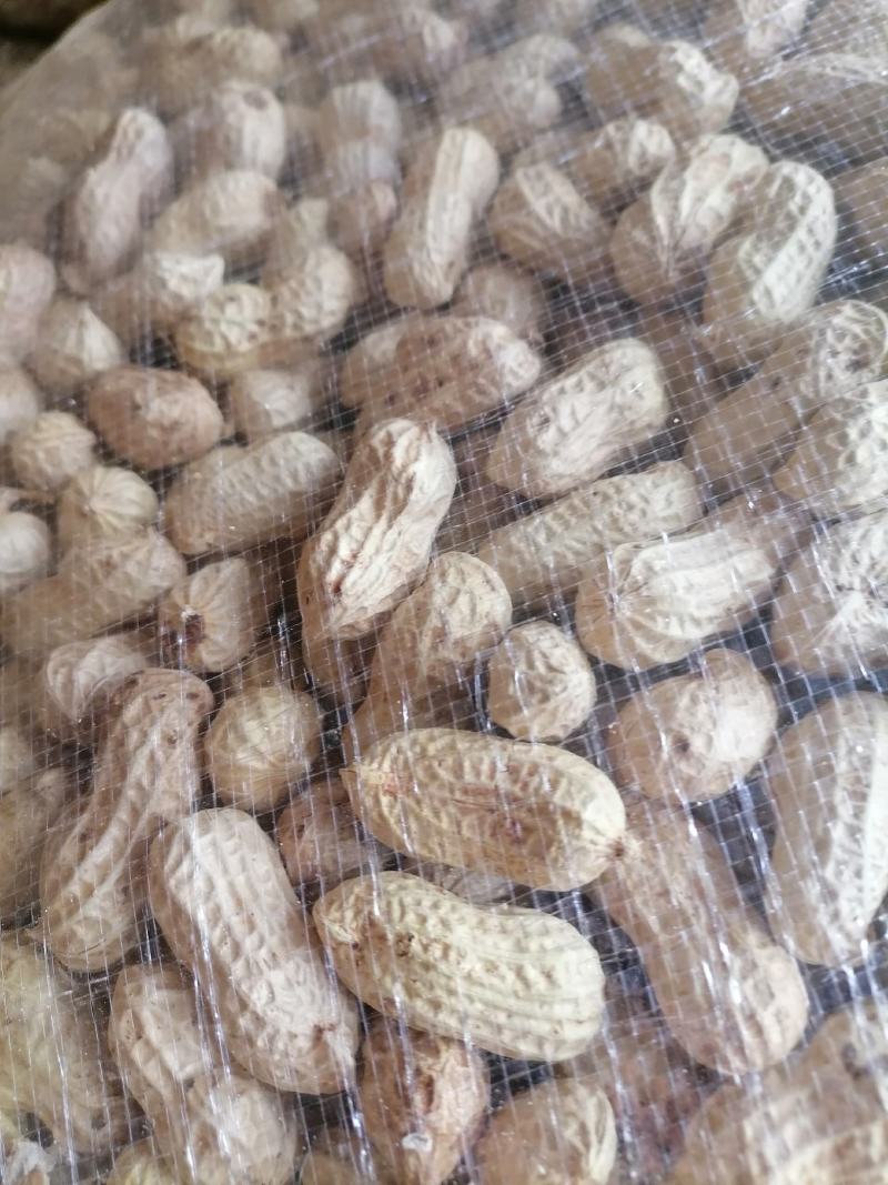 云南文山【彩色花生】基地直发质量保证欢迎来电