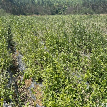 茉莉花苗5年苗有10.5亩全售