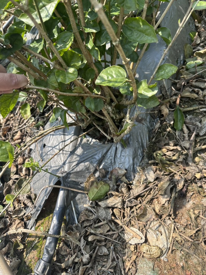 茉莉花苗5年苗有10.5亩全售