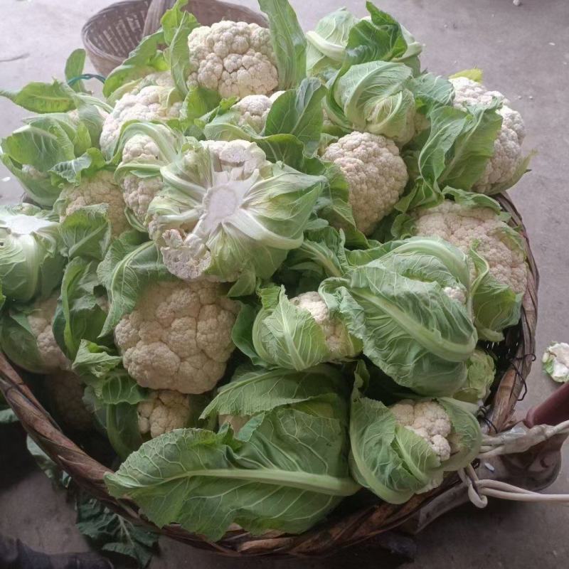 陕西汉中洋县花菜大量有货，欢迎各位老板联系