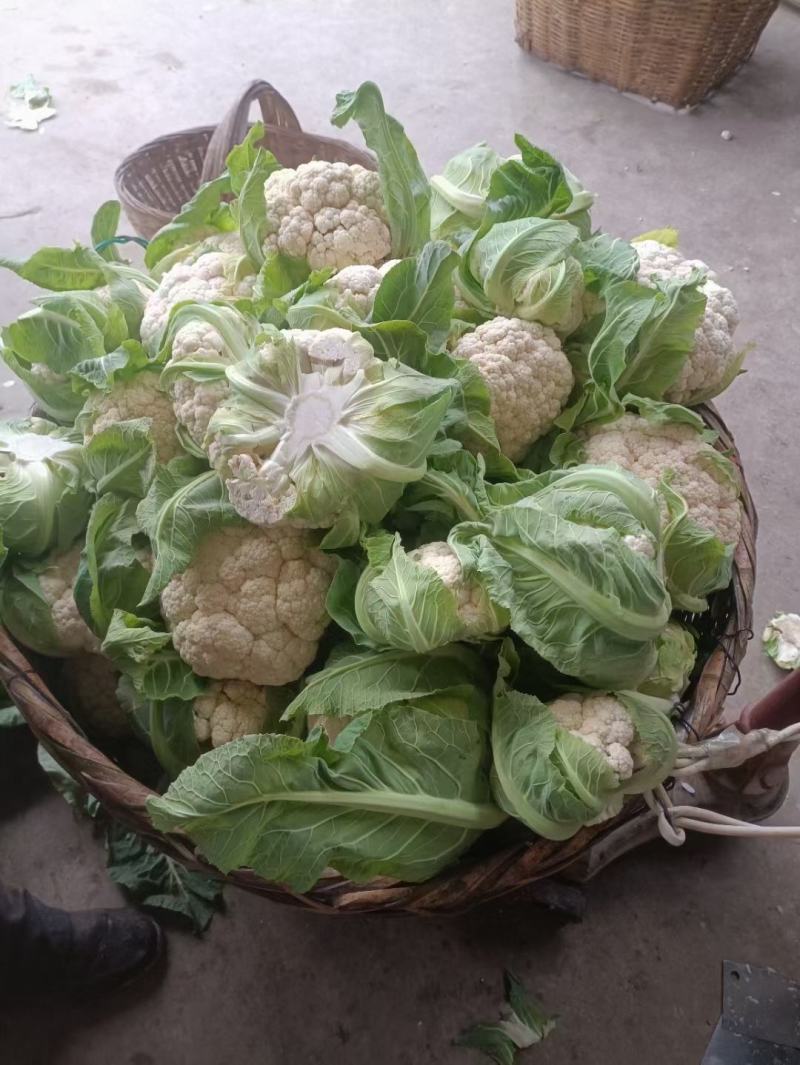 陕西汉中洋县花菜大量有货，欢迎各位老板联系