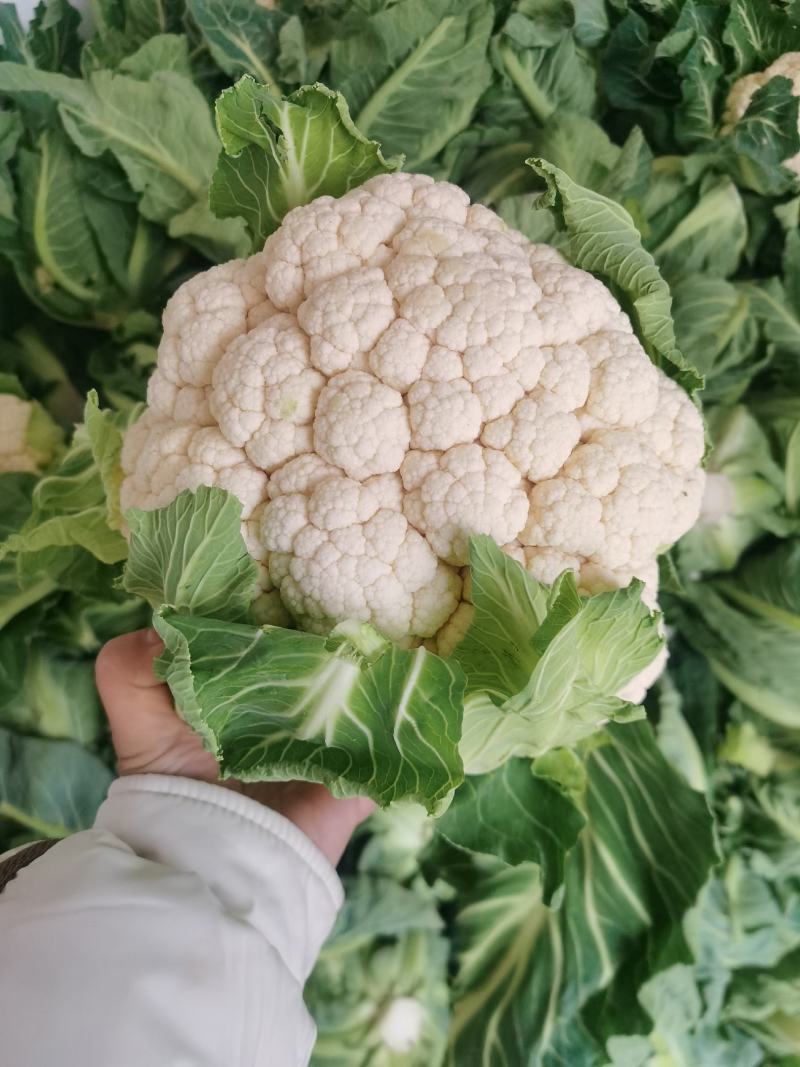 陕西汉中洋县花菜大量有货，欢迎各位老板联系