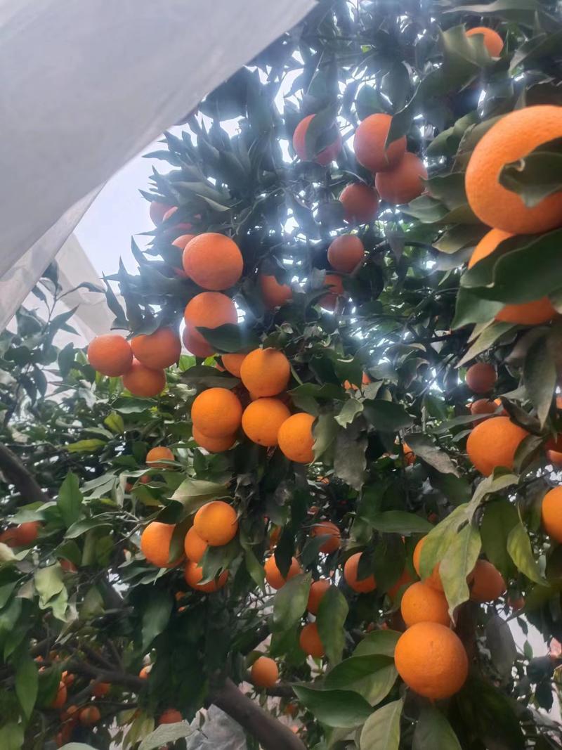 【实力青见柑桔】青见柑橘货量充足欢迎各位老板前来咨询