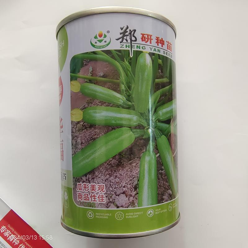 【精选】郑研西葫芦种子抗逆性强商品性佳100克