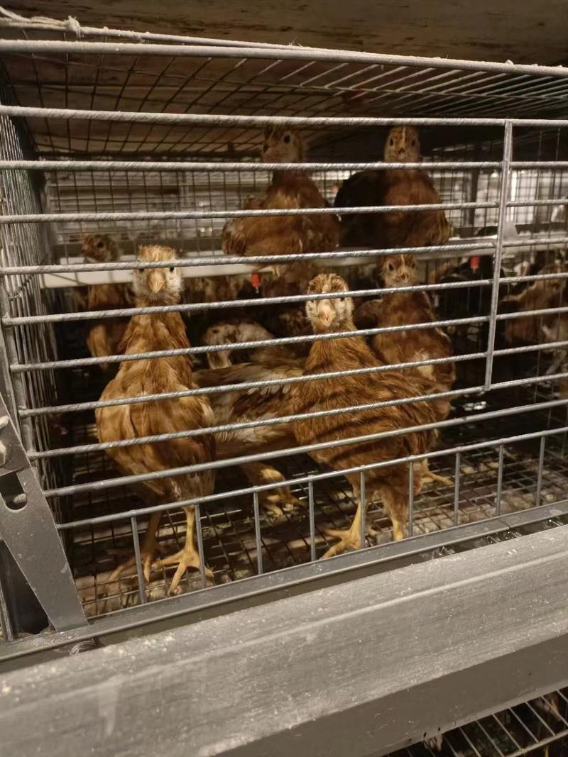 鹤壁海兰褐青年蛋鸡厂家直发防疫齐全体重达标保产蛋率可验货