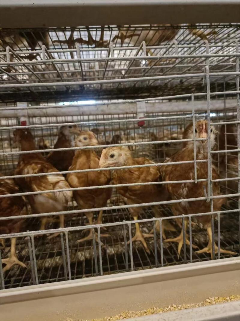 鹤壁海兰褐青年蛋鸡厂家直发防疫齐全体重达标保产蛋率可验货