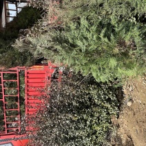 侧柏