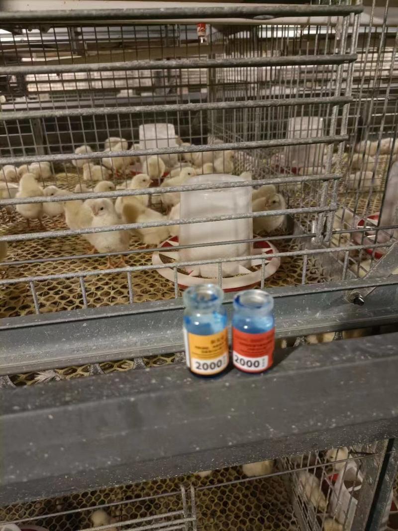 精品海兰灰青年蛋鸡厂家供应量大从优保下蛋率防疫齐全发货
