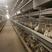 精品海兰灰青年蛋鸡厂家供应量大从优保下蛋率防疫齐全发货