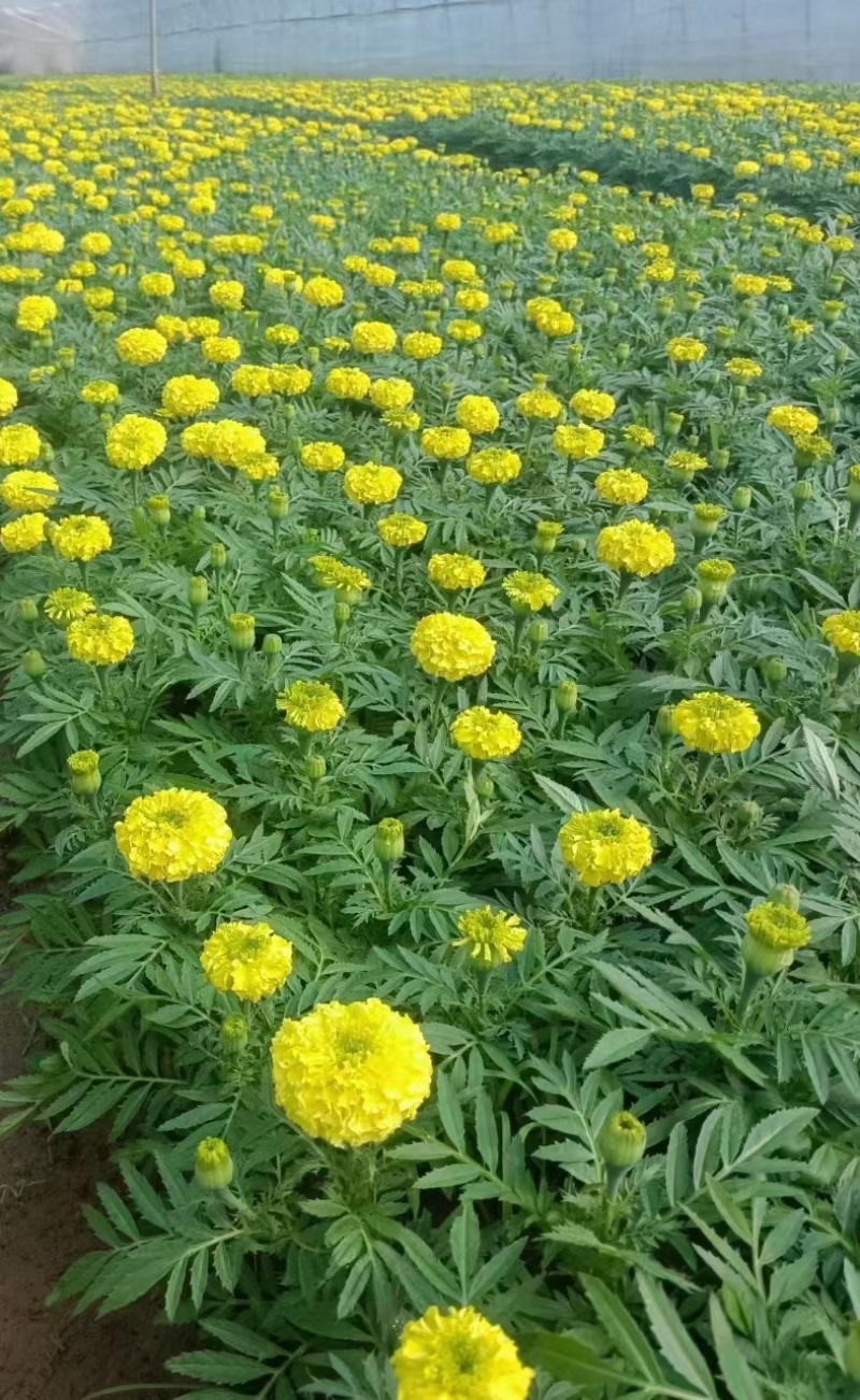 春季时令草花孔雀草#120杯，质量保证，价优。